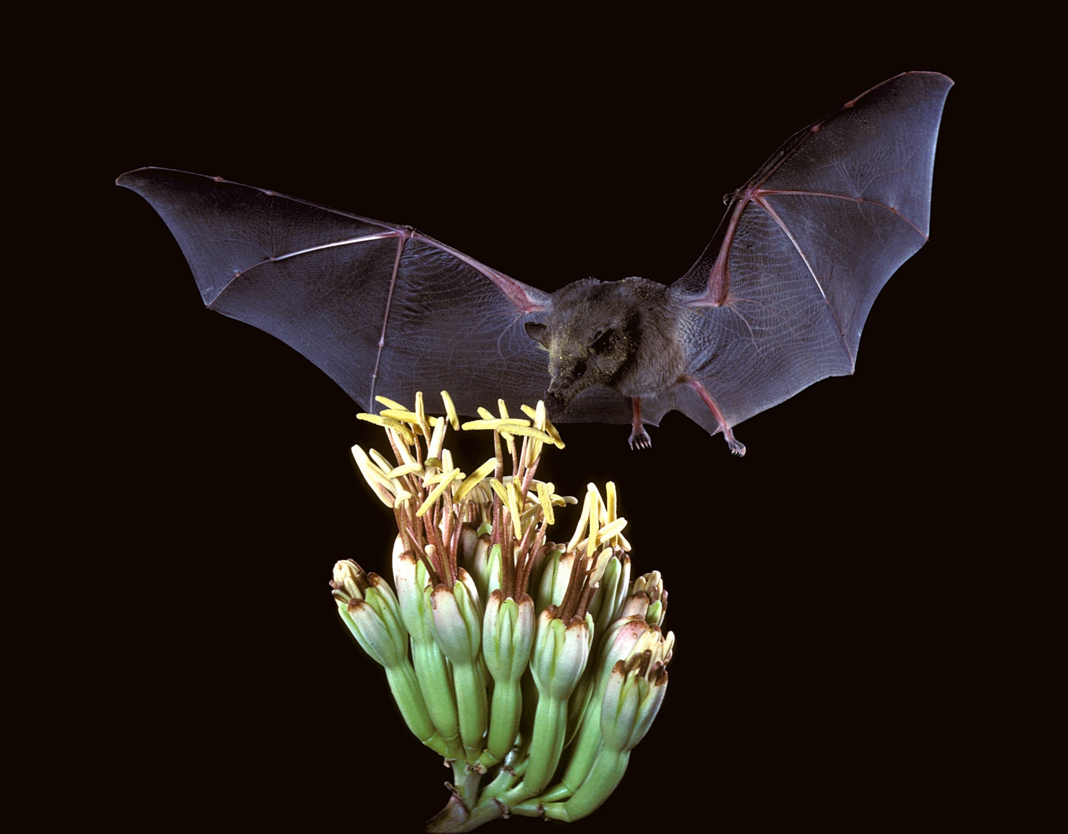 bat-with-flower-hall.jpg