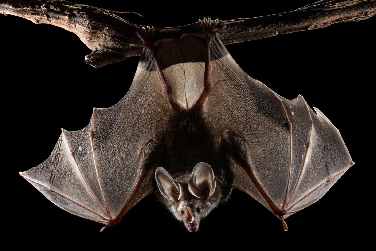 carnivorous-bats-wooly-false-str.jpg