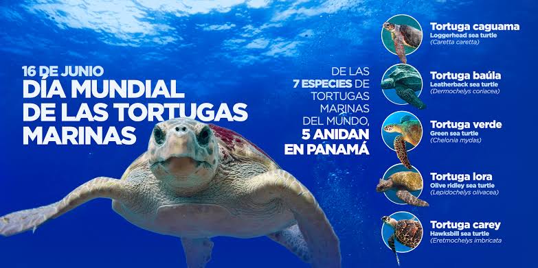 https://php.centraldemedios.cloud/imagenes/tortugas%2002.jpg
