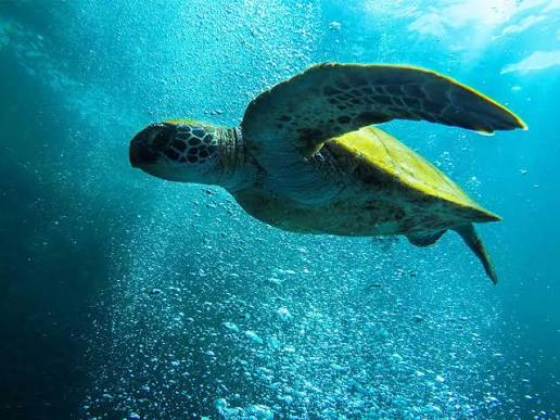 https://php.centraldemedios.cloud/imagenes/tortugas%2003.jpg